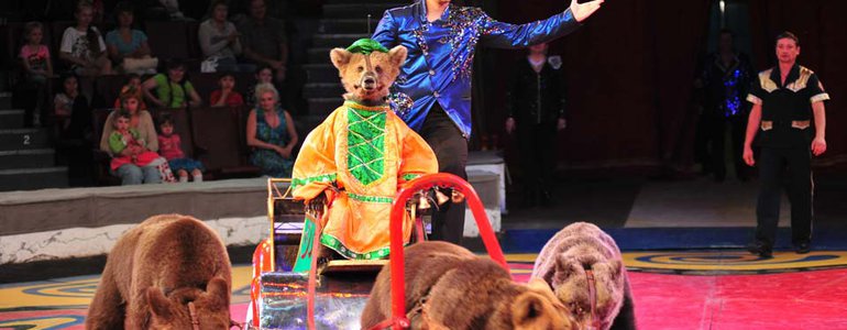 Circus show image