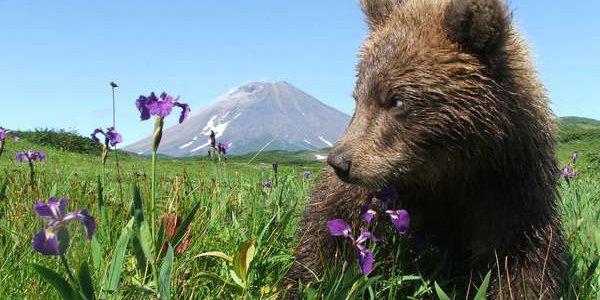 Kamchatka bears image
