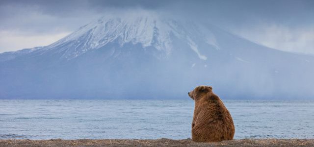 Russian bears image
