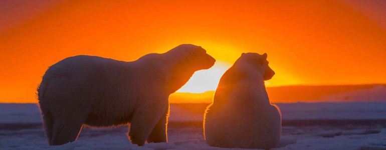 Arctic bears image