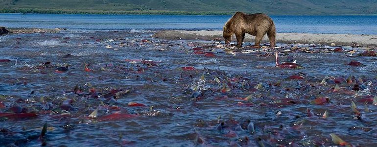 Kamchatka bears image