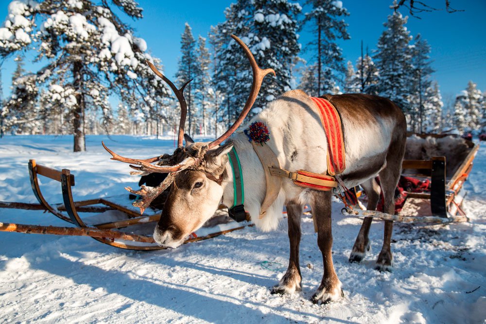 Reindeer sleigh image