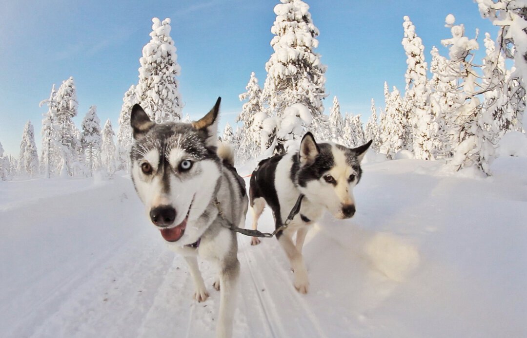 Morning with huskies image