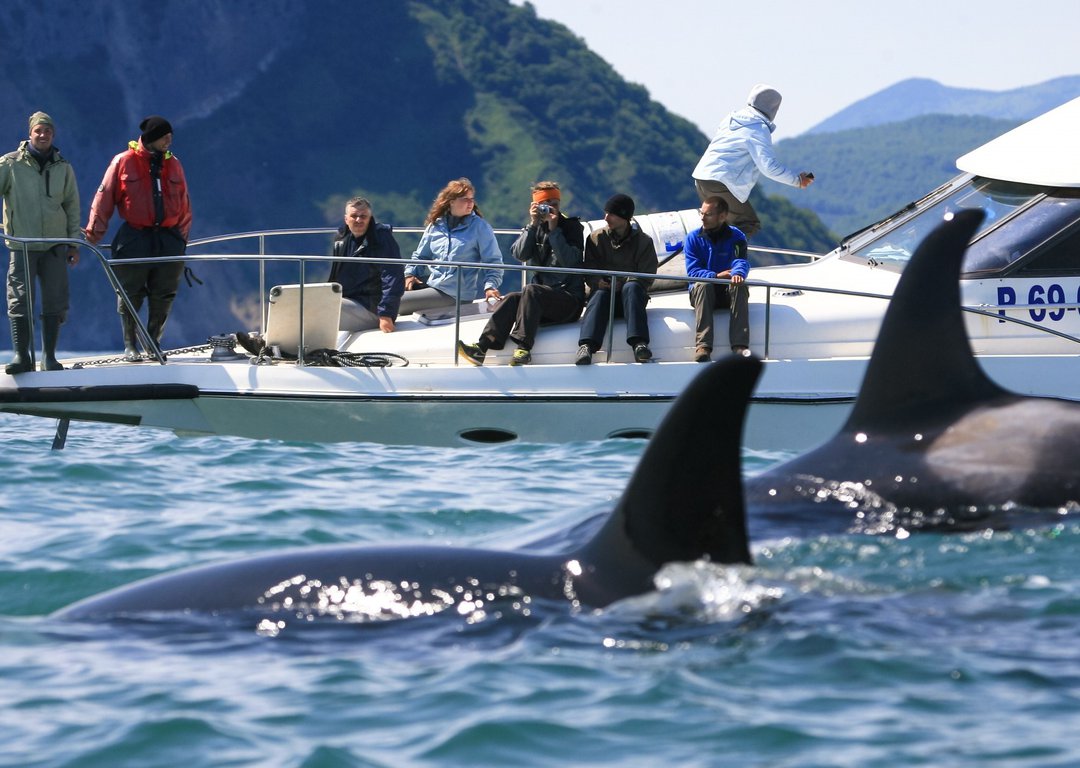 Orcas image