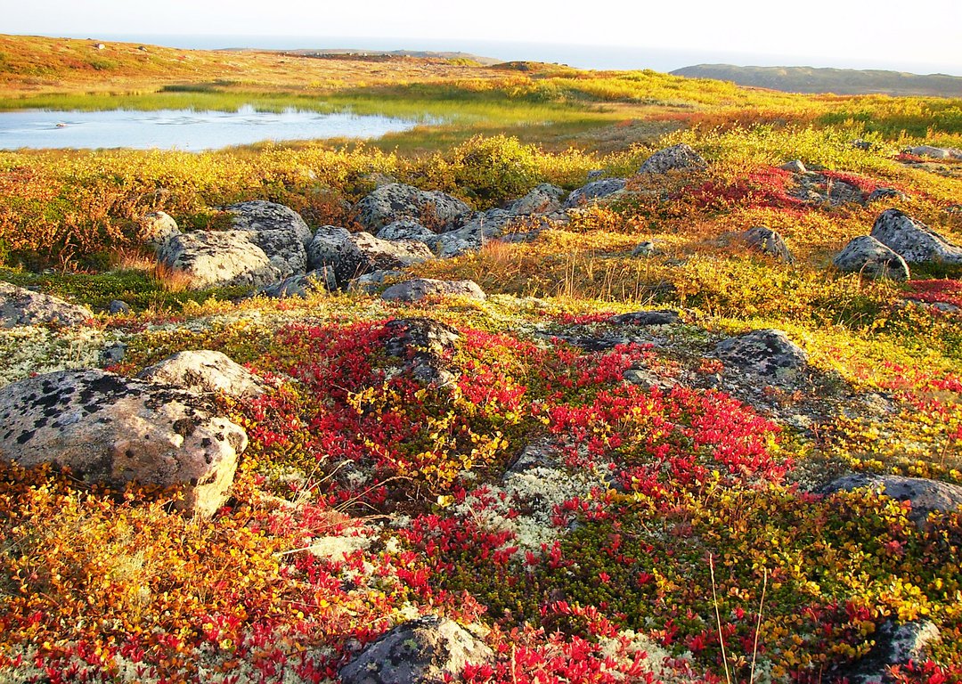 Autumn in tundra image