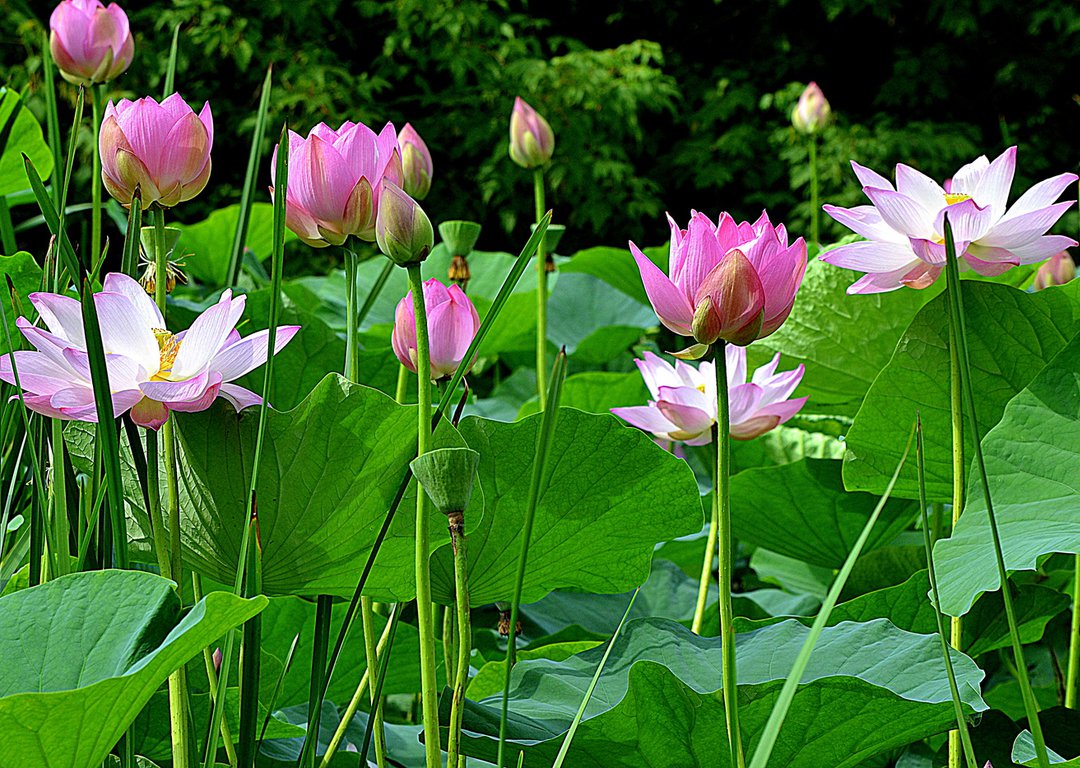 Lotus bloom image