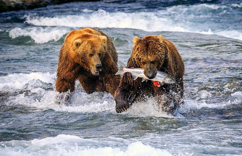 Bears along river shores image