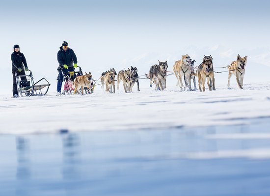 Dog sledding tour image