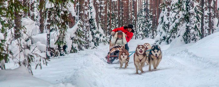 Husky dog sleigh image