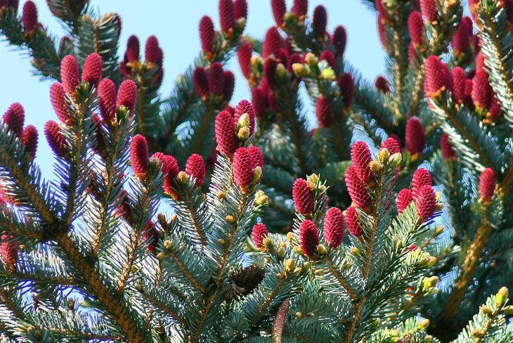 Blooming fir tree image