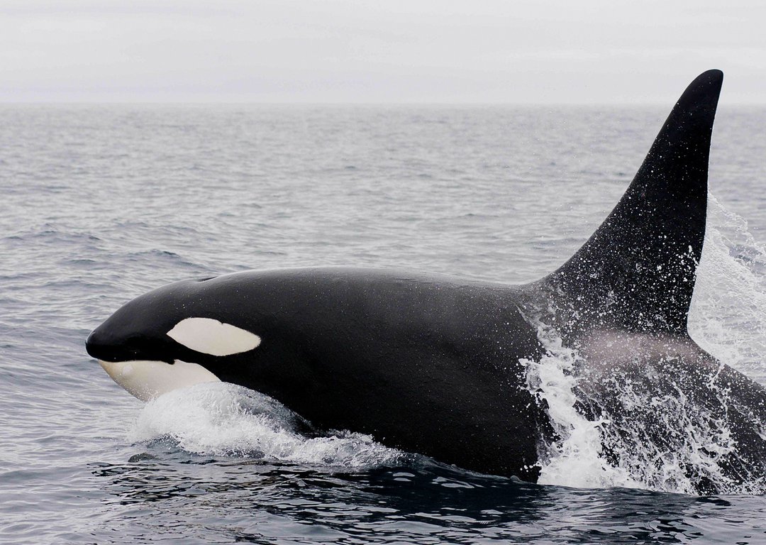 KILLER WHALE OR ORCA image