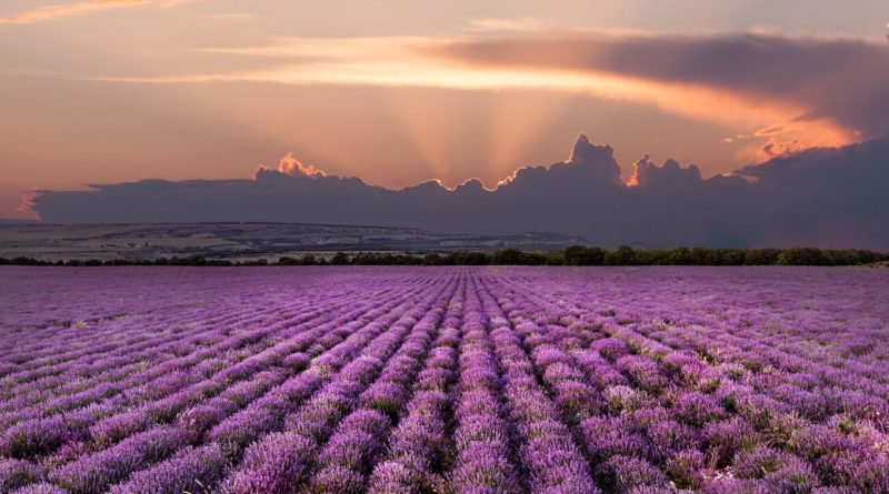 July lavender image