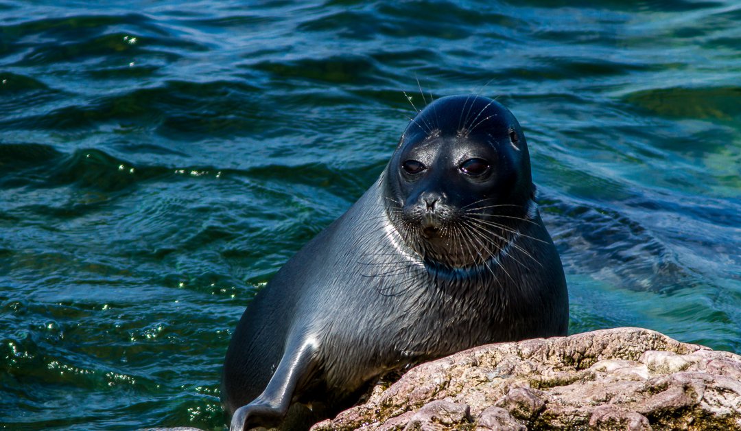 Nerpa - a fresh water seal image