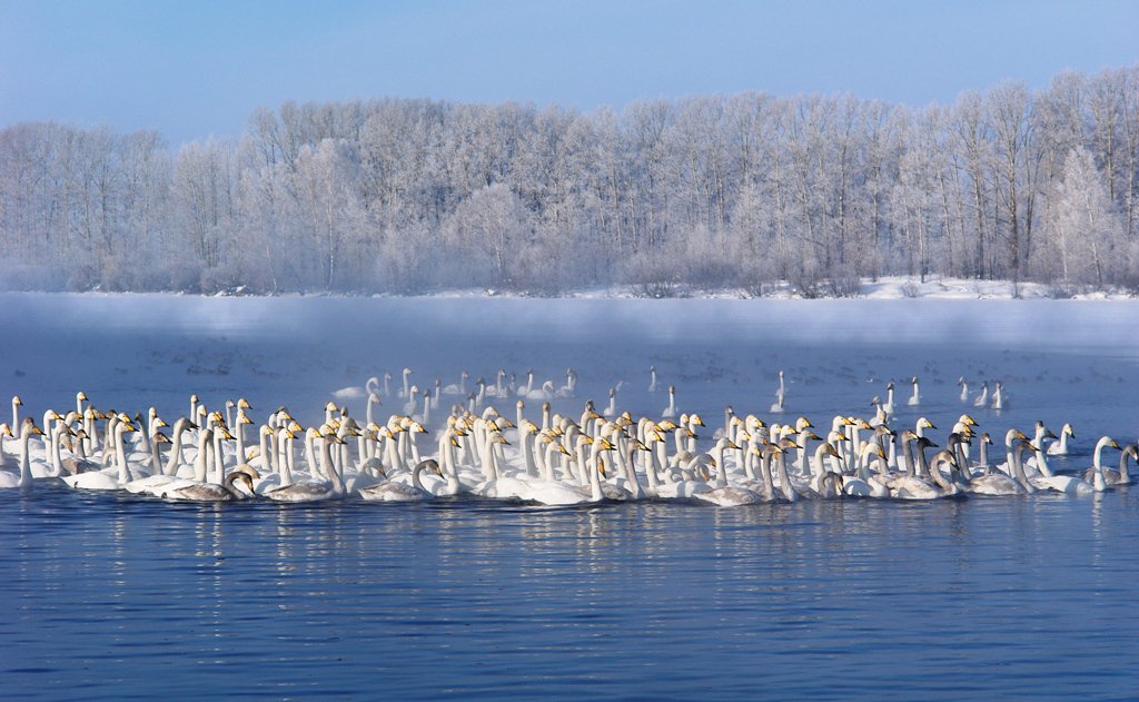 Swans wintering, Altai image