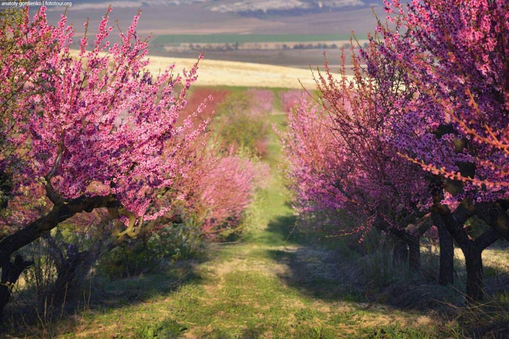 Blossoming peach gardens image