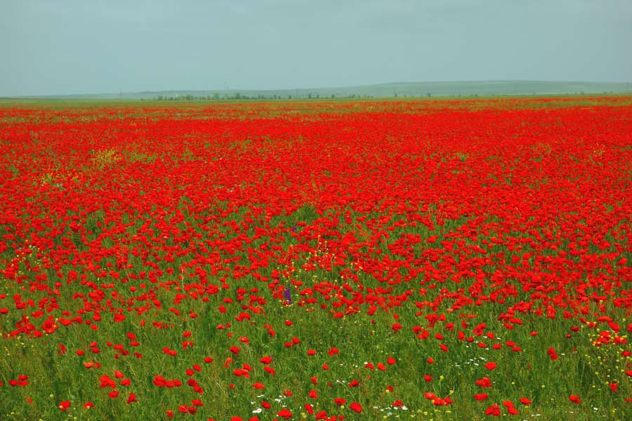 Poppy fields image