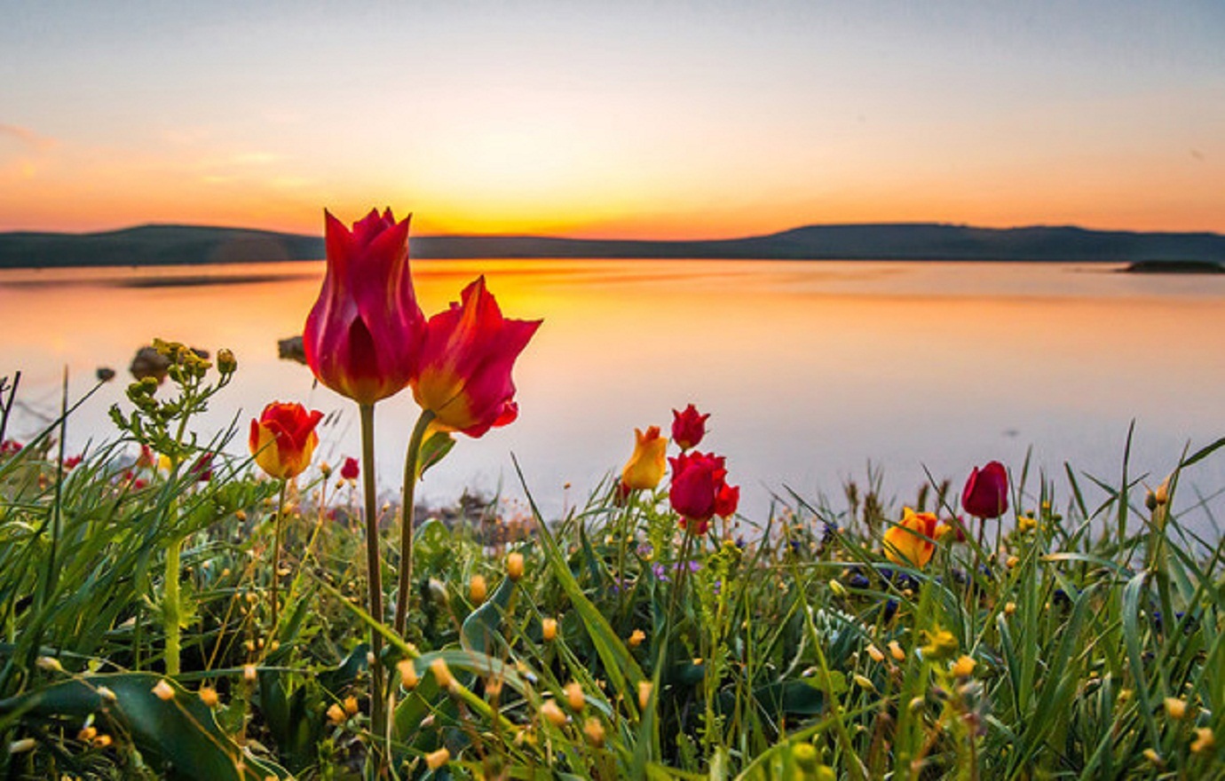 Без преувеличения это благодатная земля потрясающей природы. Тюльпан Шренка в Крыму. Опук тюльпаны Шренка. Опук Дикие тюльпаны. Дикий тюльпан Шренка.